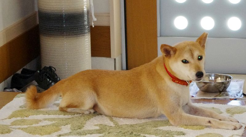 犬も老化して見た目「老人」になっていく不思議!